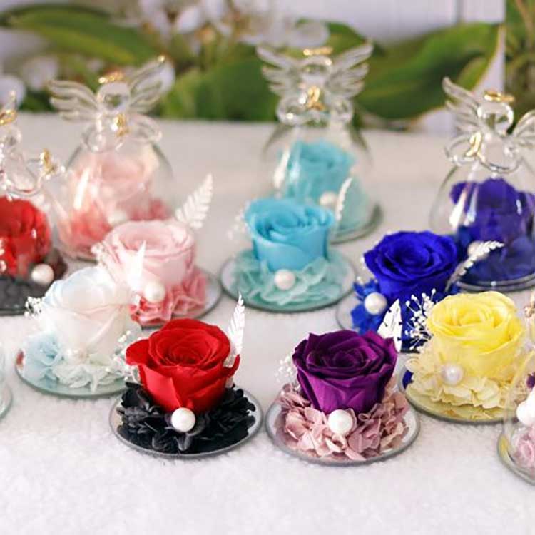 Angelska večna vrtnica